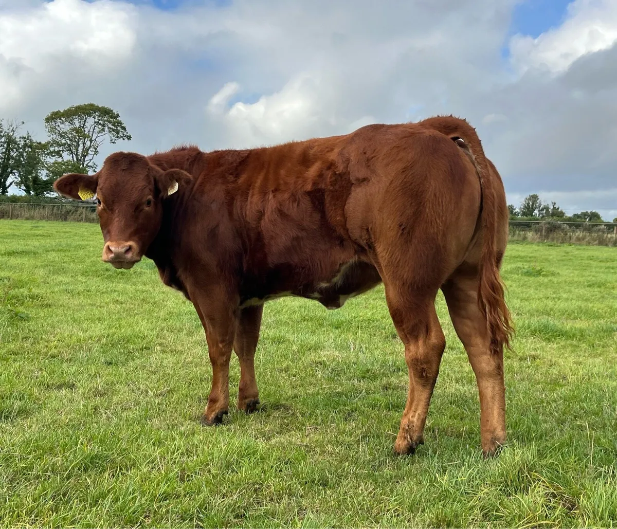 Super show/breeding weanling heifers - Image 4