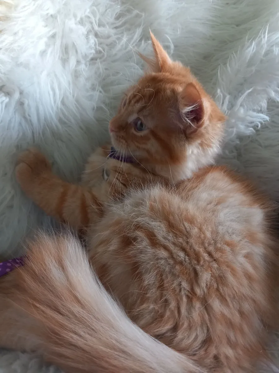 Beautiful Persian x - Image 2