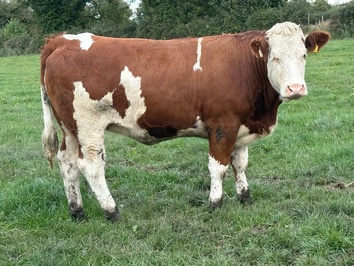 Super Simmental breeding heifer - Image 3