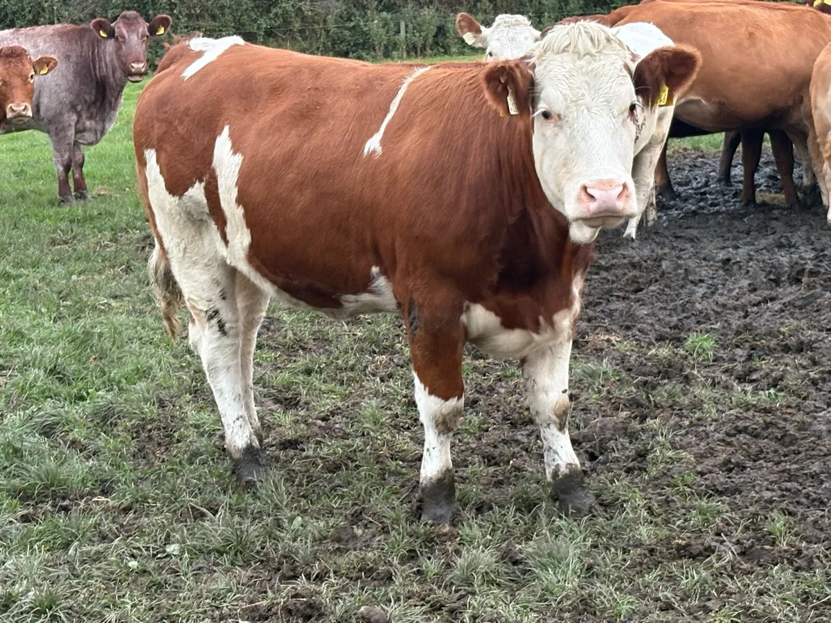 Super Simmental breeding heifer - Image 4