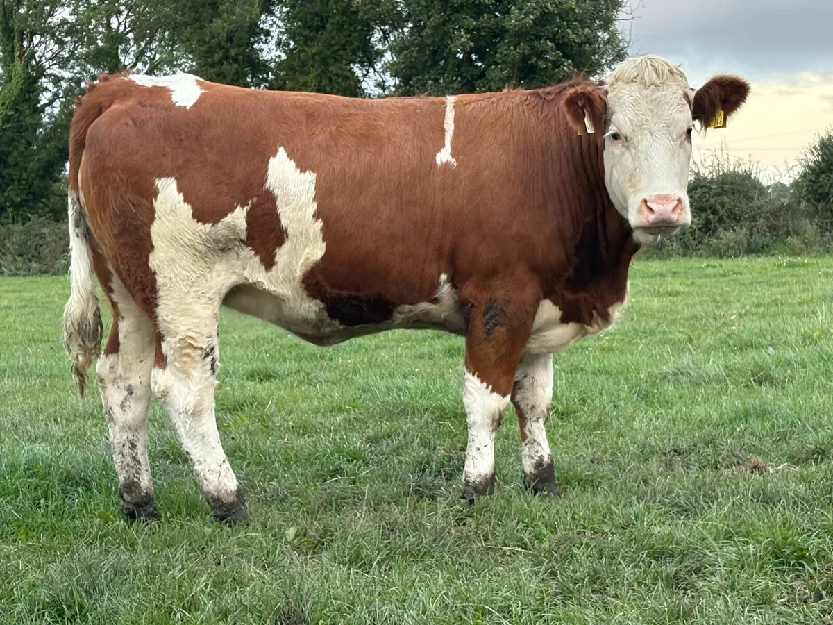 Super Simmental breeding heifer - Image 1