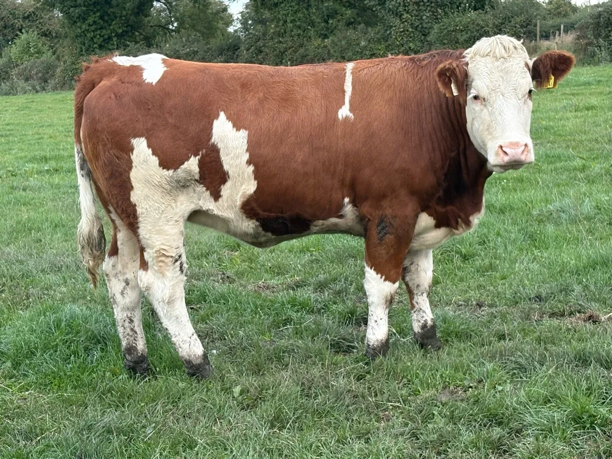 Super Simmental breeding heifer - Image 2