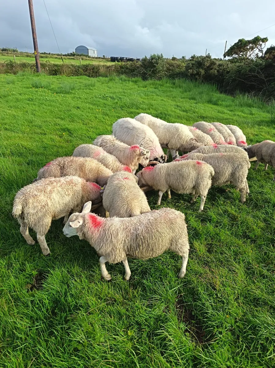 Lambs - Image 2