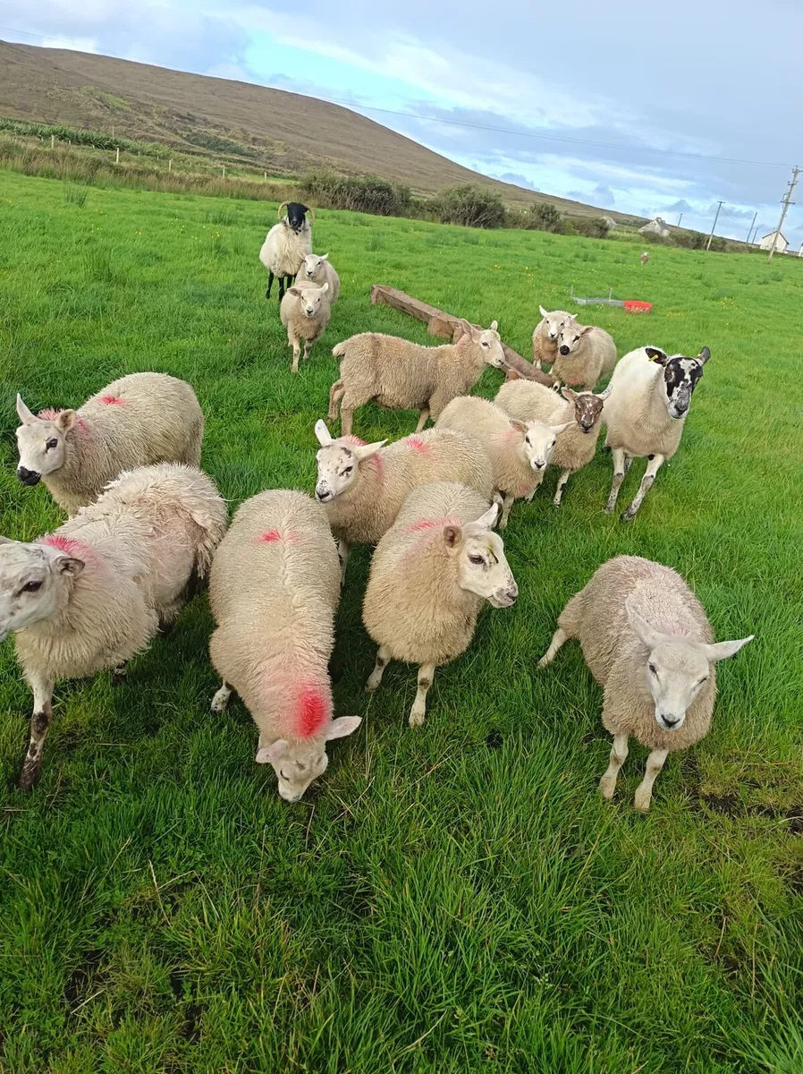 Lambs - Image 3