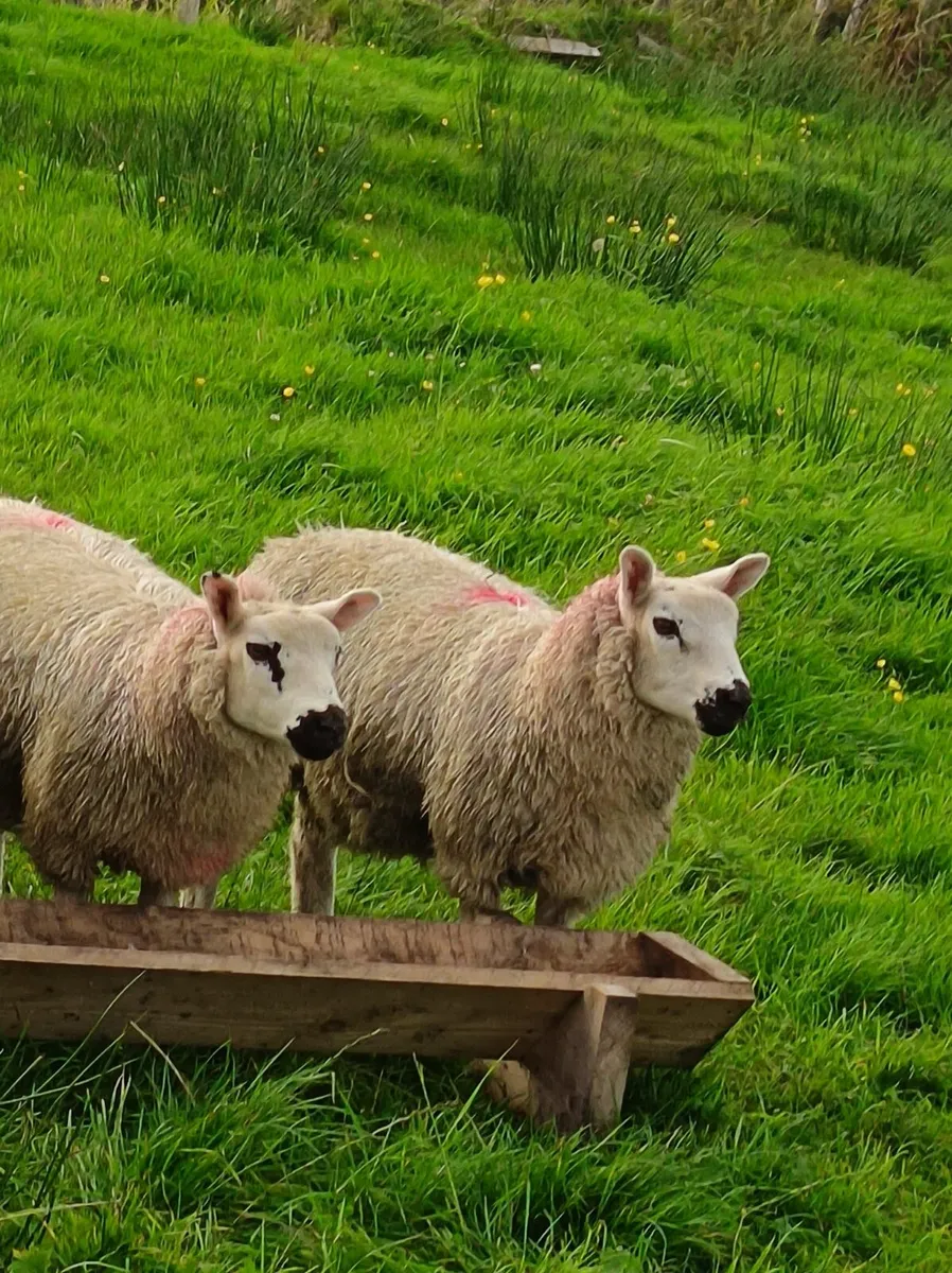 Lambs - Image 4