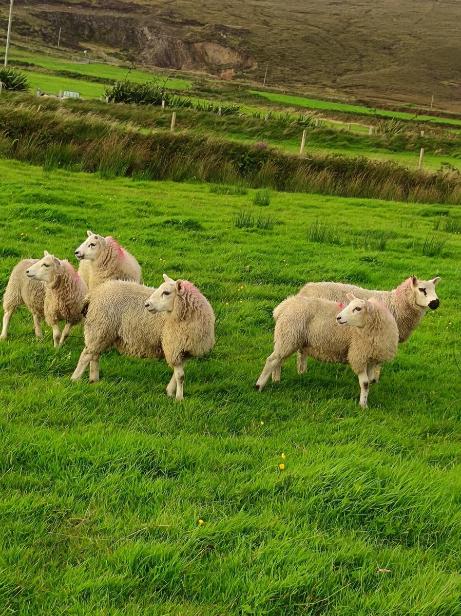 Lambs - Image 1