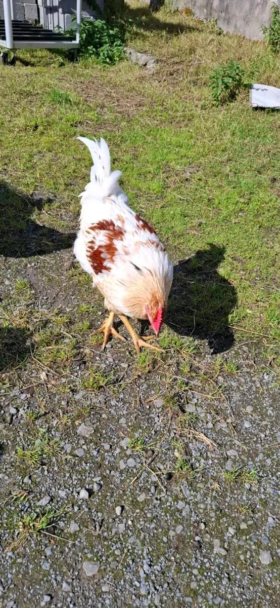 Roosters - Image 2