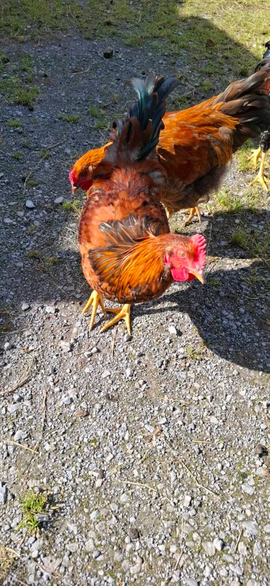 Roosters - Image 3