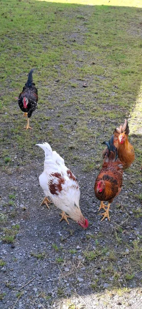 Roosters - Image 4