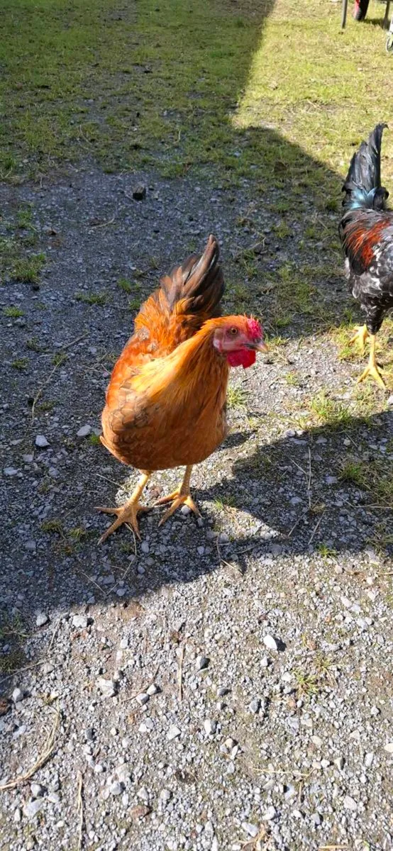 Roosters - Image 1
