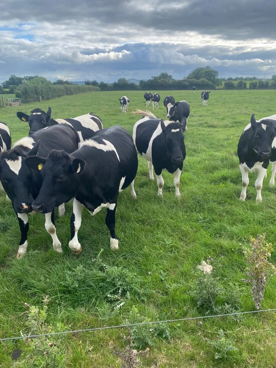 In calf Freisen heifer - Image 1