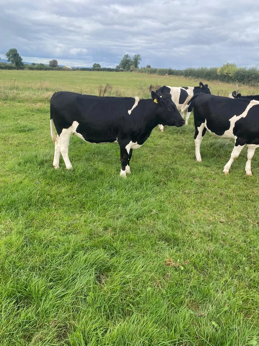 In calf Freisen heifer - Image 2