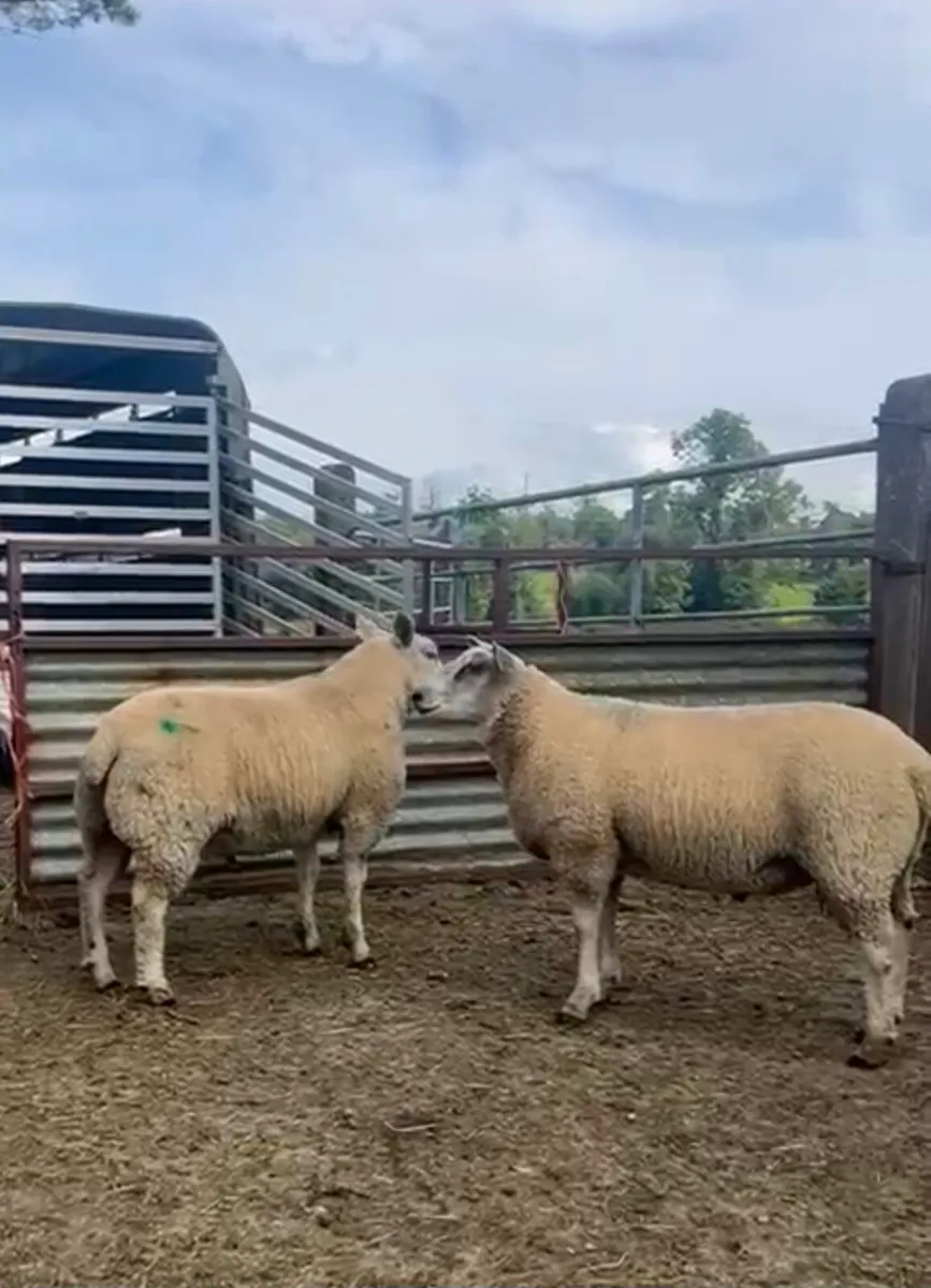 Ram lambs - Image 2