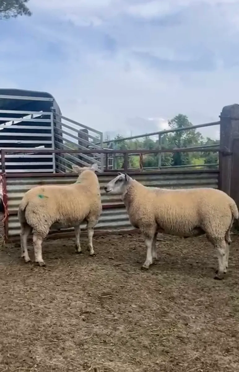 Ram lambs - Image 1