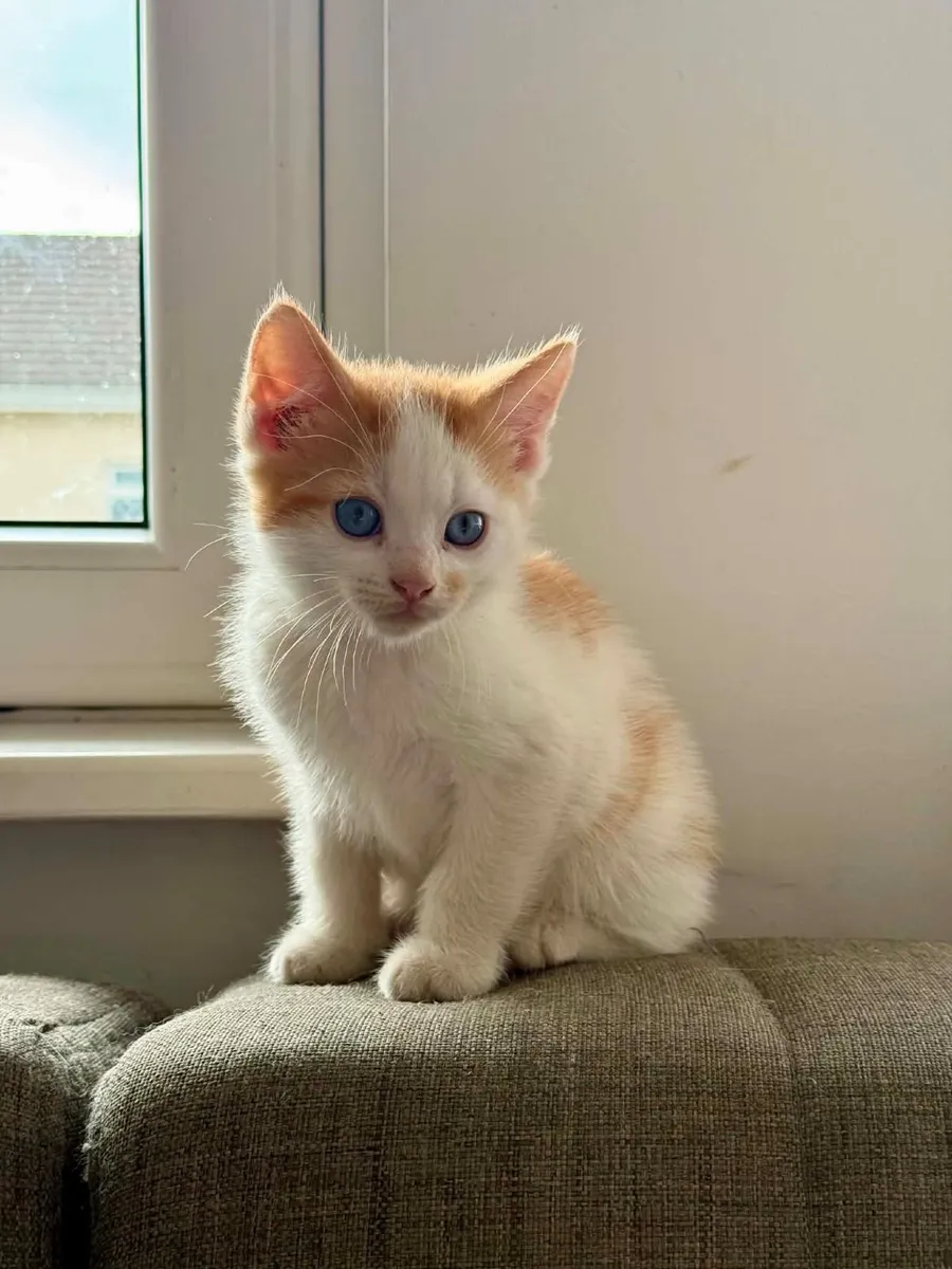 Kittens - Image 1