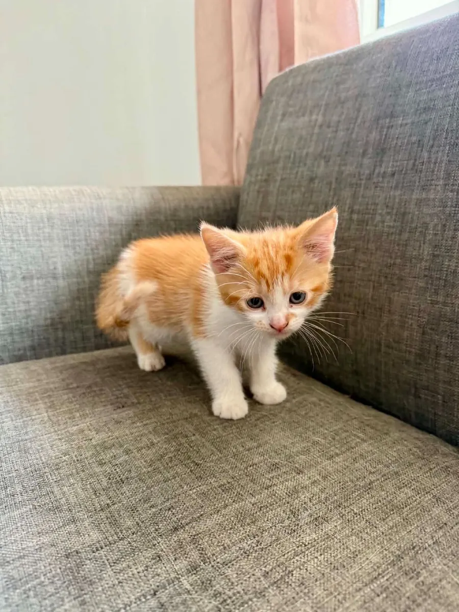 Kittens - Image 2