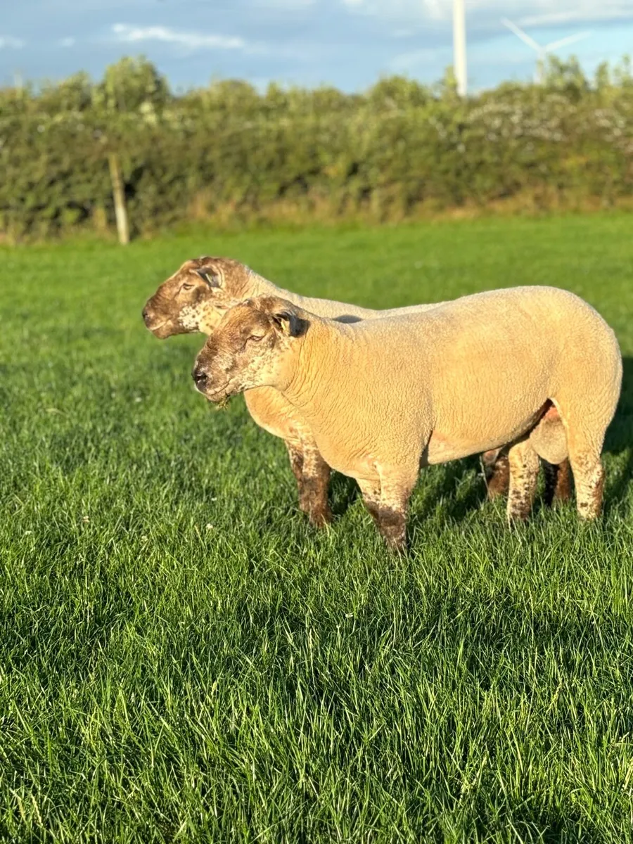 Super Sufftex hogget Rams - Image 3