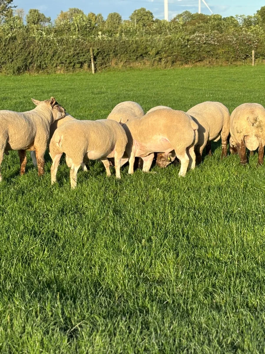 Super Sufftex hogget Rams - Image 4
