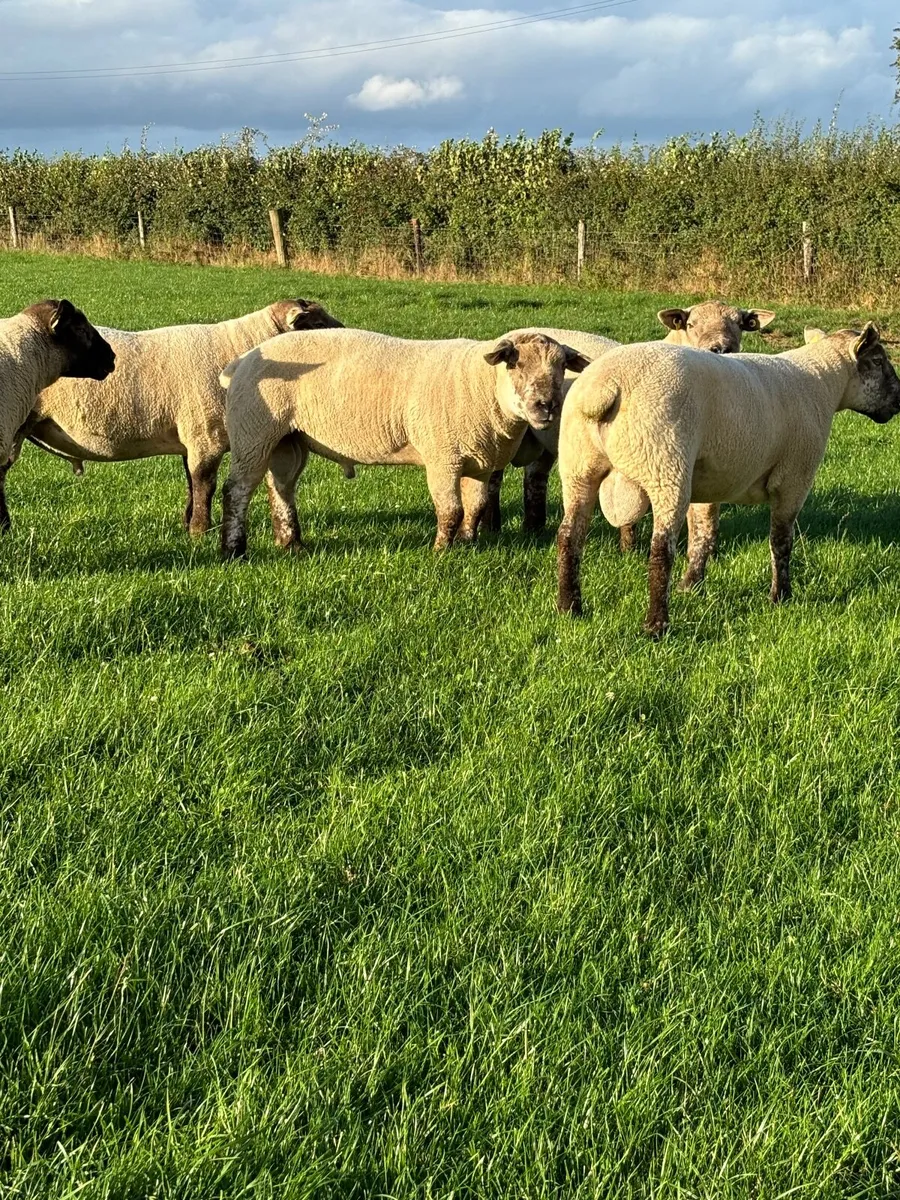 Super Sufftex hogget Rams - Image 4