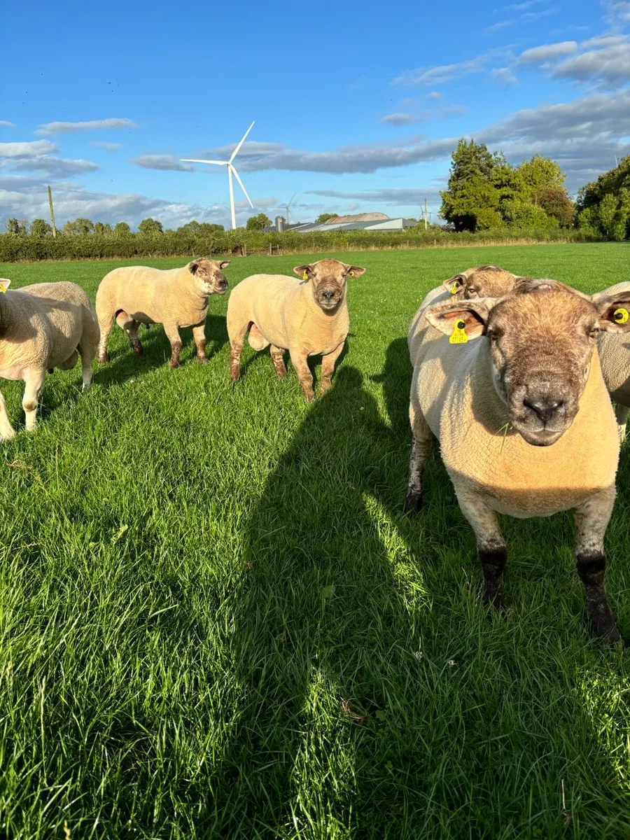 Super Sufftex hogget Rams - Image 2