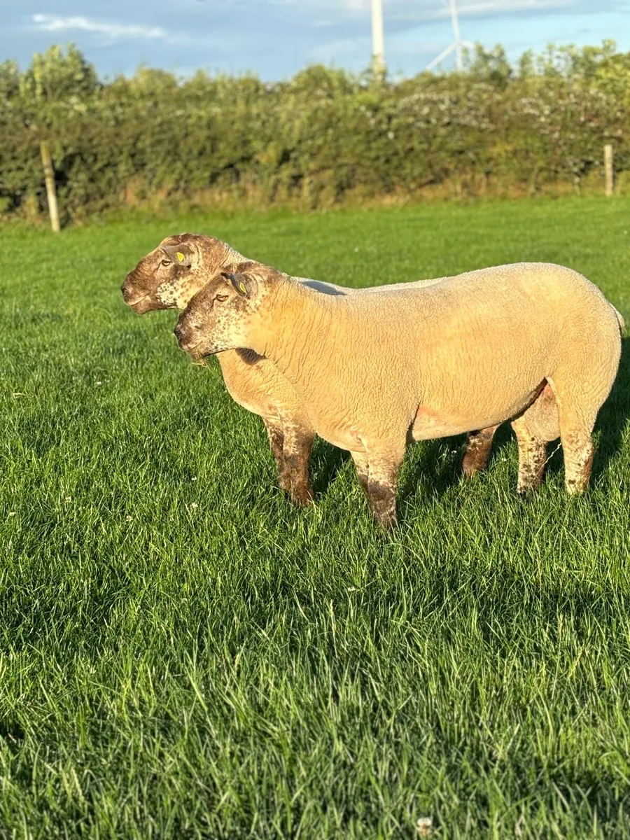 Super Sufftex hogget Rams - Image 1