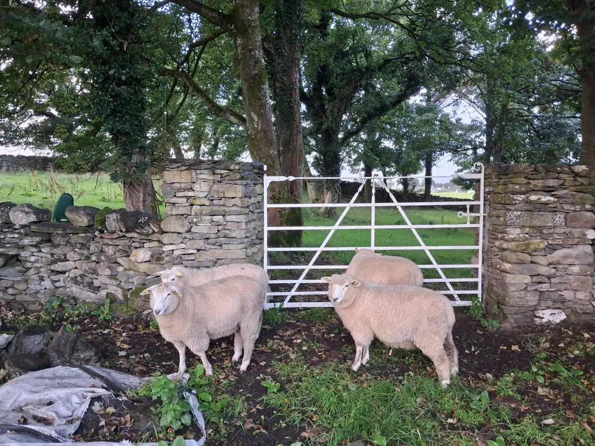 Galway Ram Lambs 2026 and Ram 2024 - Image 3