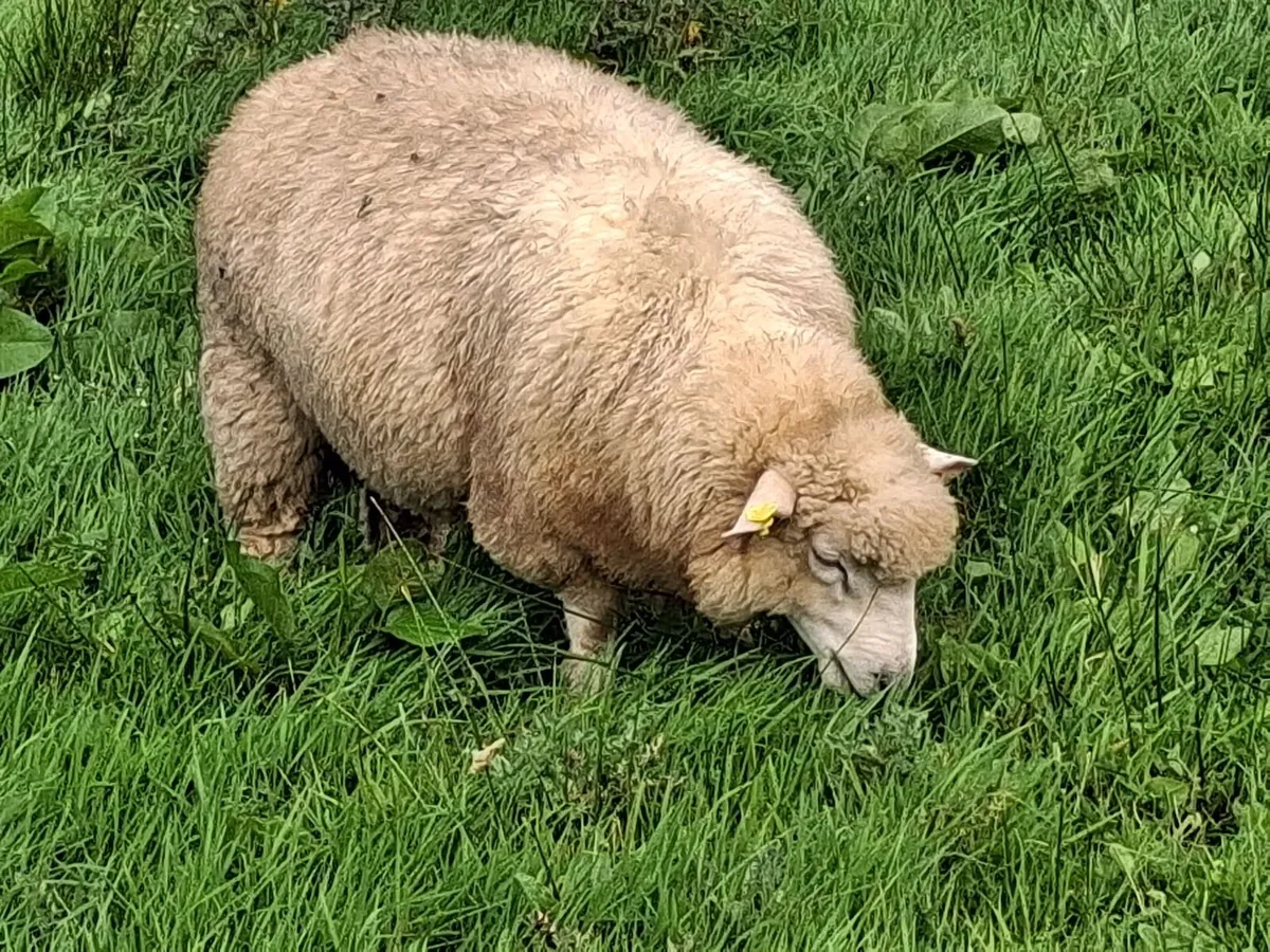 Galway Ram Lambs 2026 and Ram 2024 - Image 2