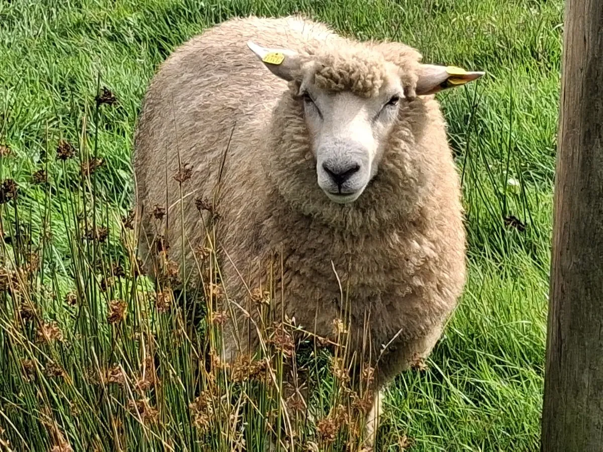 Galway Ram Lambs 2026 and Ram 2024 - Image 4