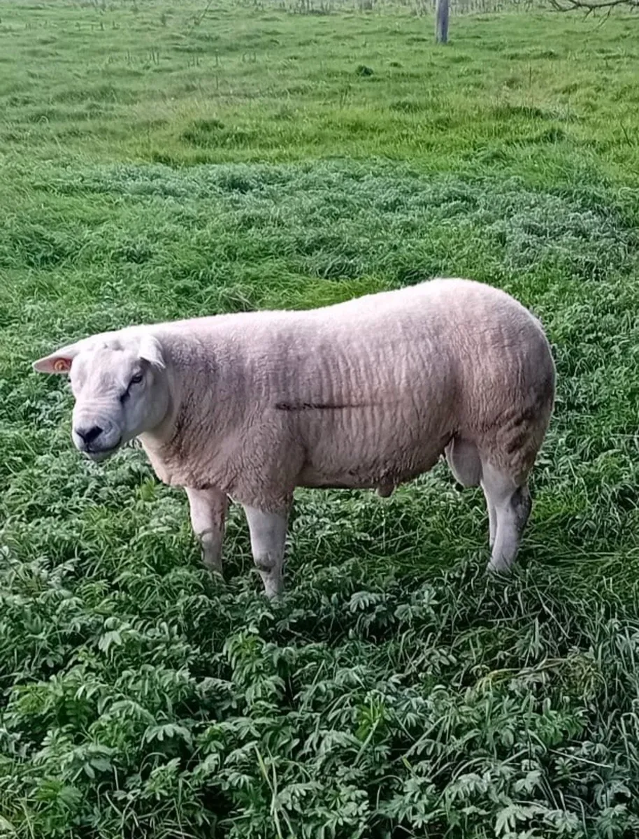 Texel Ram - Image 1