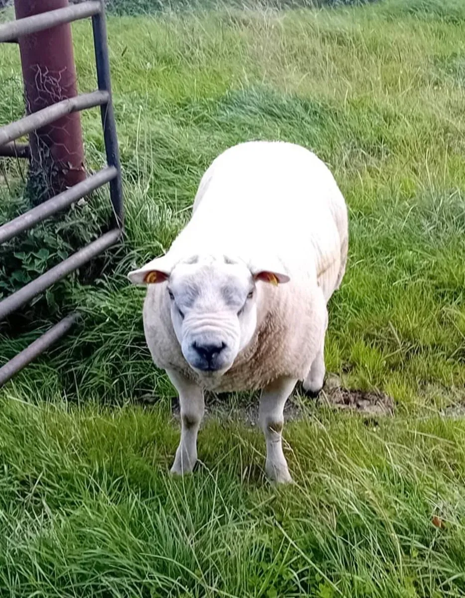 Texel Ram - Image 2