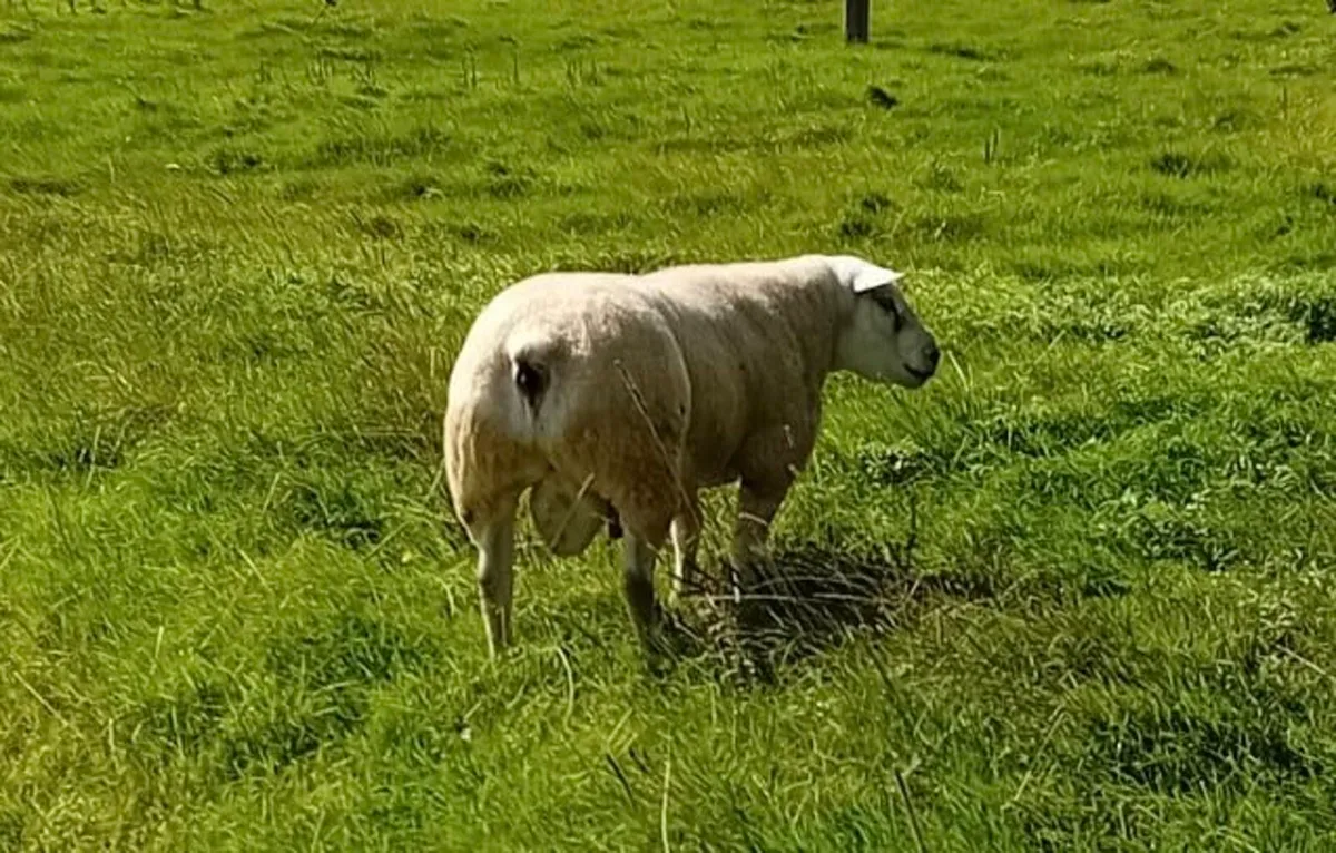 Texel Ram - Image 3