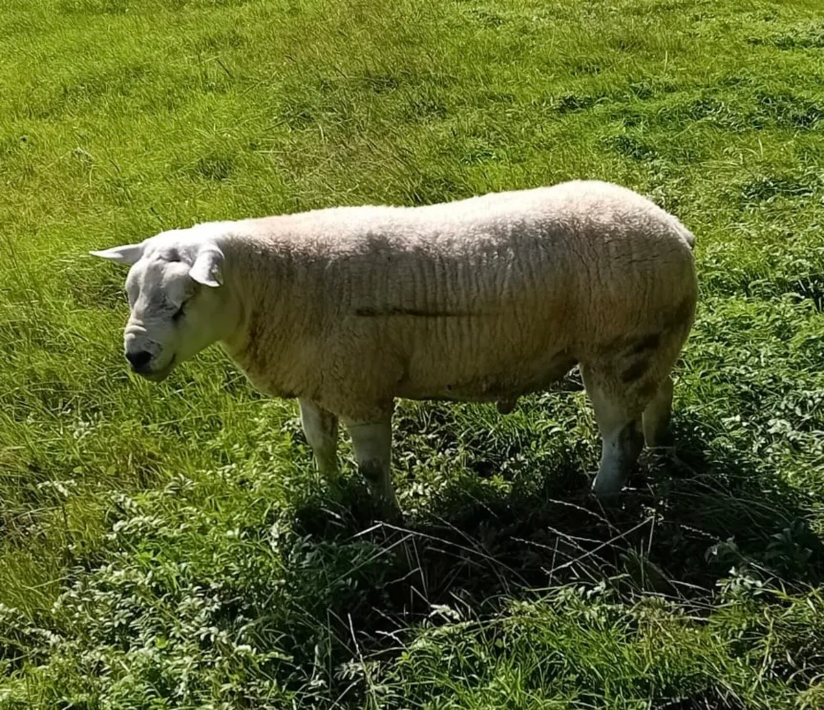 Texel Ram - Image 4