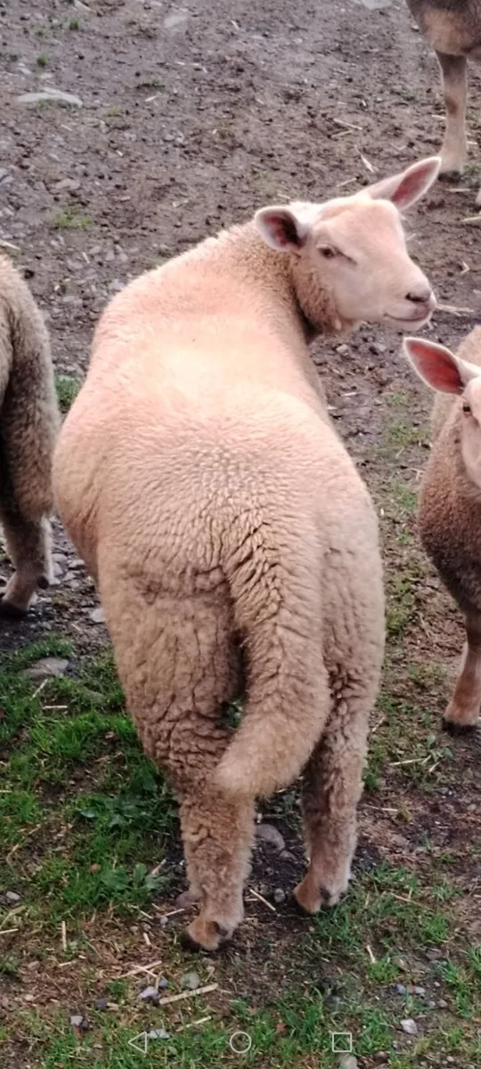 Ram lamb - Image 2