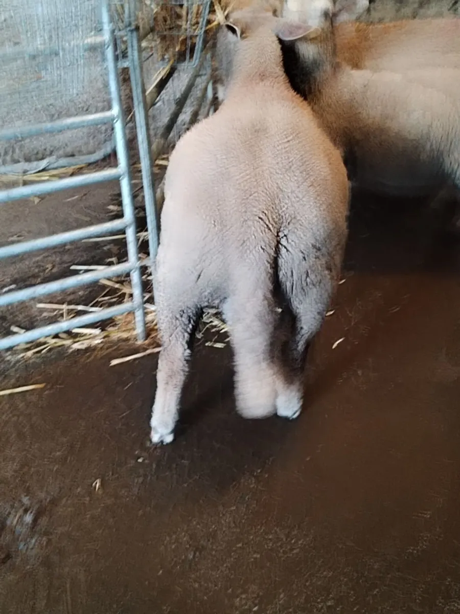 Ram lamb - Image 3