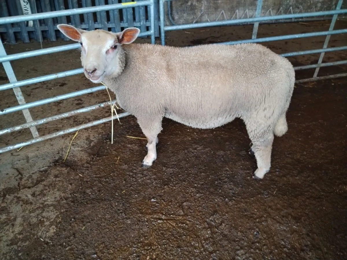 Ram lamb - Image 1
