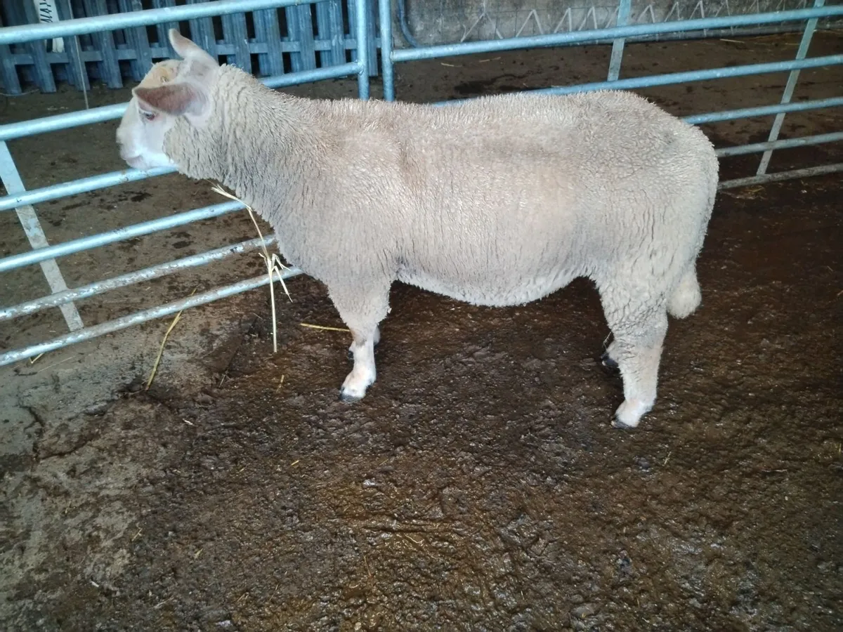 Ram lamb - Image 4