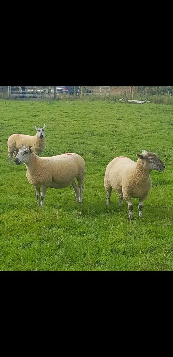 Leicester x ewe hoggets - Image 1
