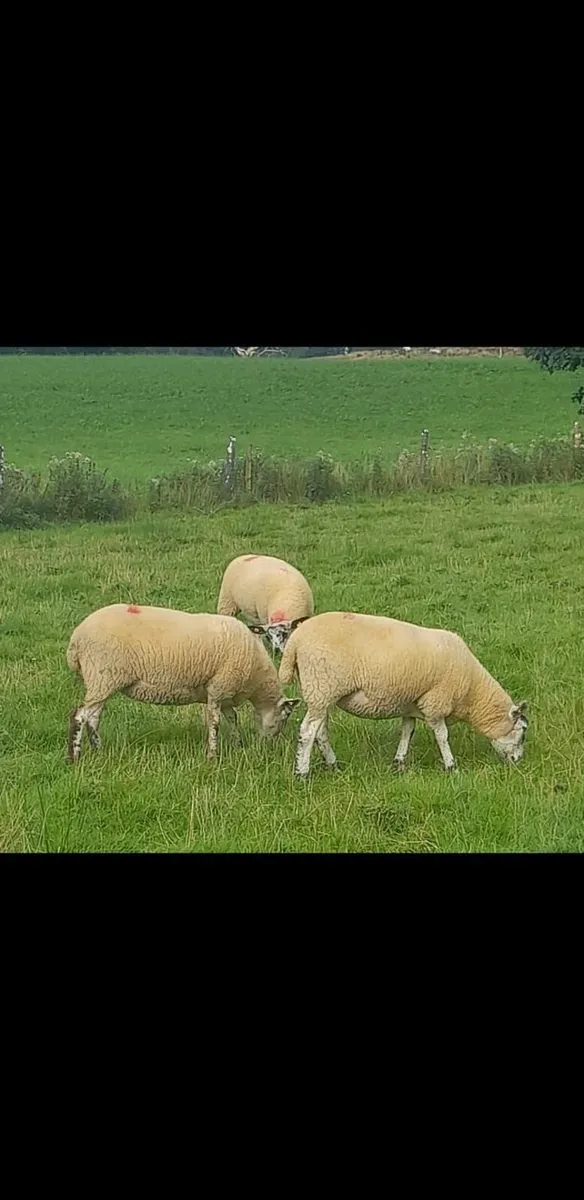 Leicester x ewe hoggets - Image 2
