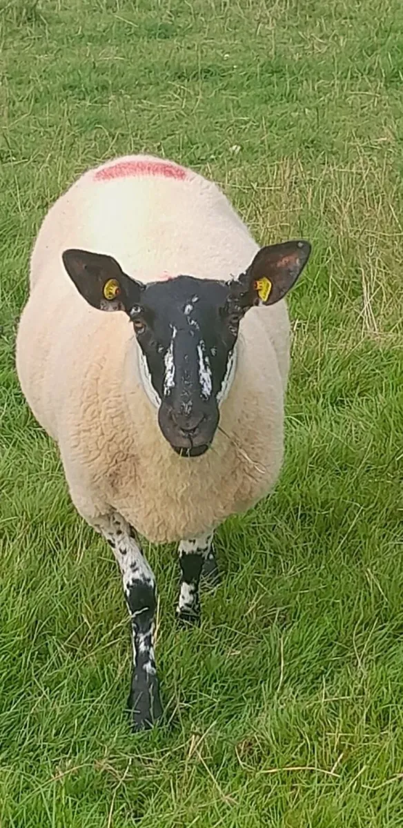 Leicester x ewe hoggets - Image 3