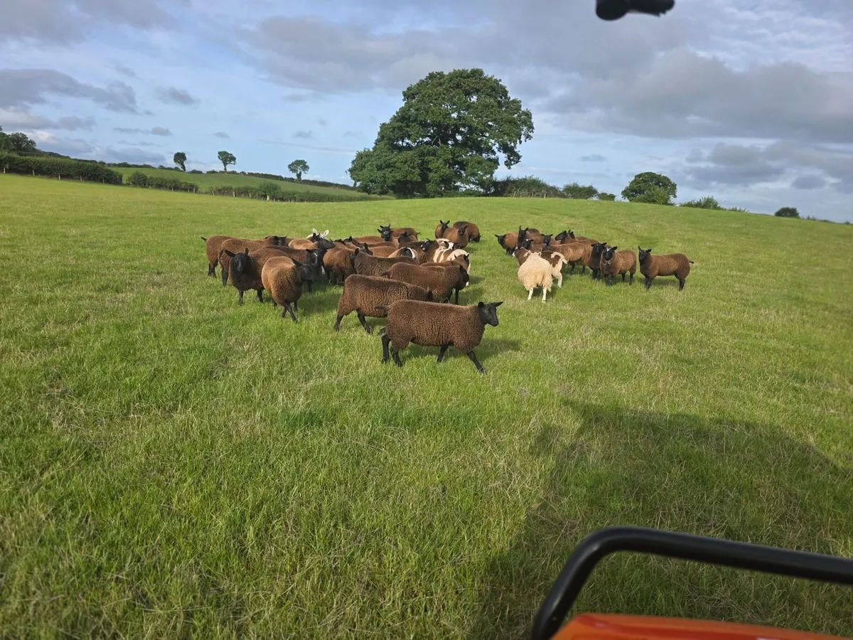 Ewe Lambs - Image 1