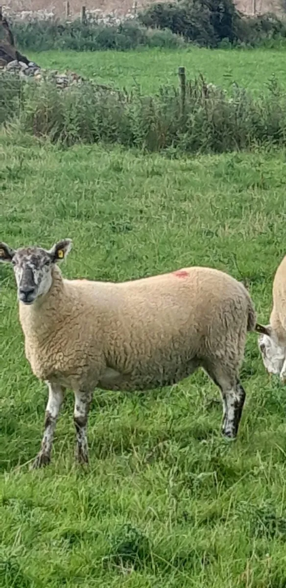 Leicester x ewe hoggets - Image 4