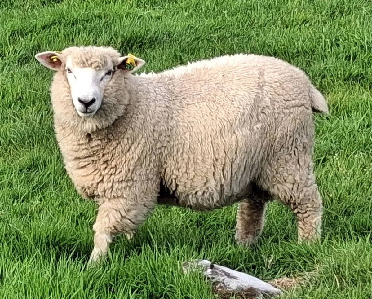 Galway Ram Lambs 2026 and Ram 2024 - Image 1