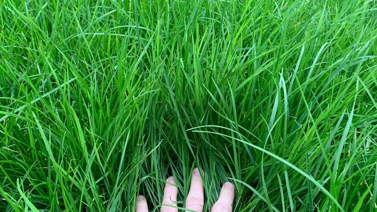 Grass / grazing - Image 2