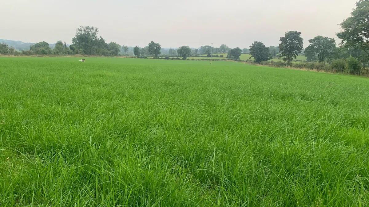 Grass / grazing - Image 1