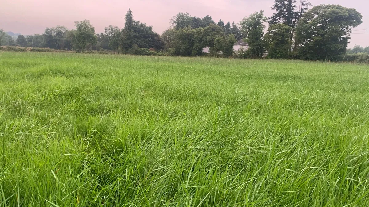 Grass / grazing - Image 3
