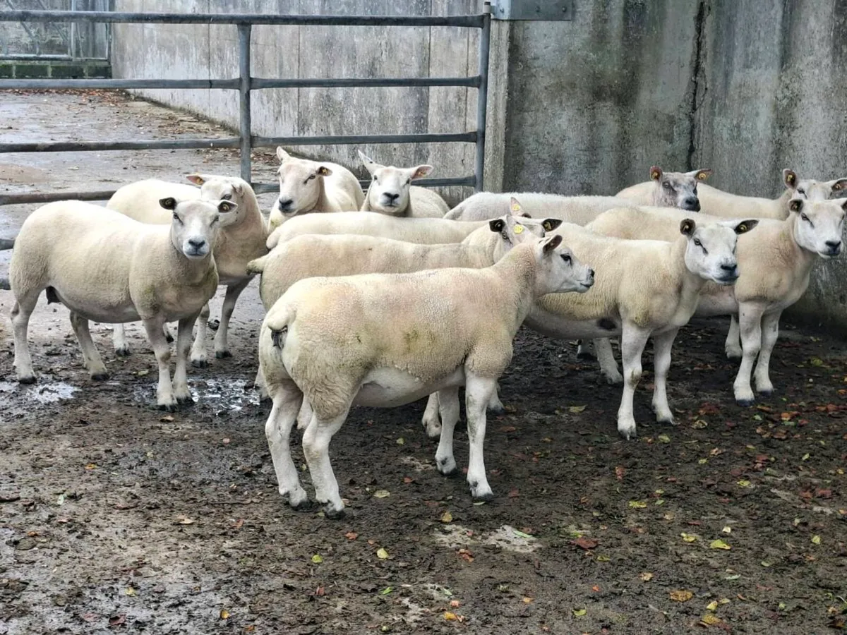 Ewes for sale - Image 4