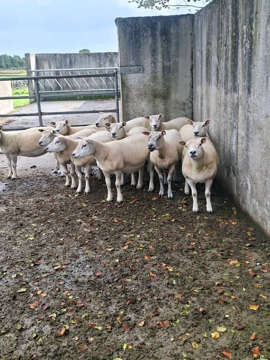 Ewes for sale - Image 1