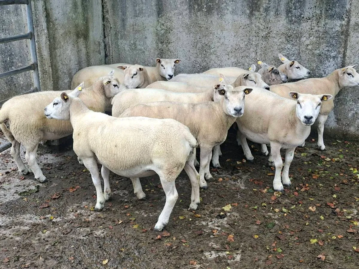 Ewes for sale - Image 2