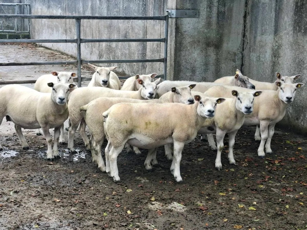 Ewes for sale - Image 3