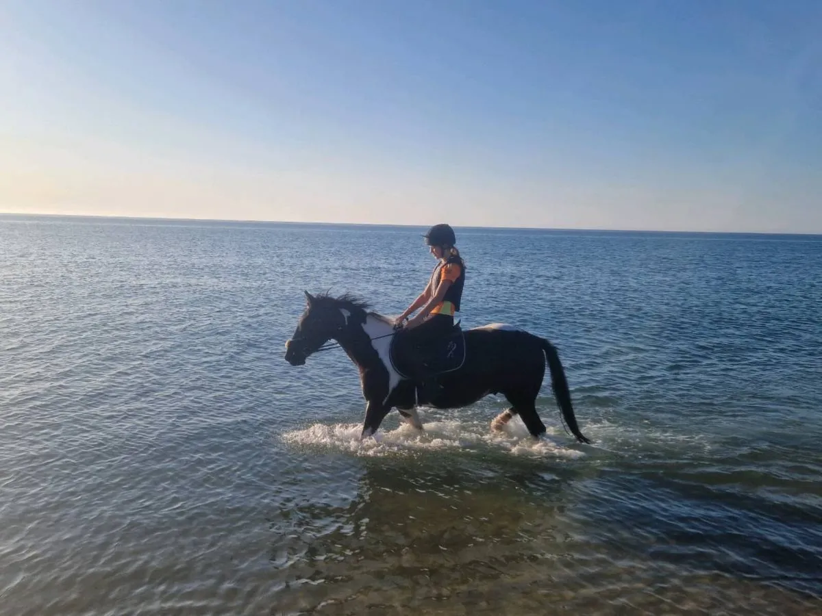 14.2hh all rounder 8 Yr old pony - Image 3